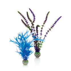biOrb Set de plantes moyen bleu &amp; violet 11.5 x 3.8 x 35 cm
