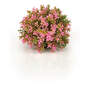 biOrb Flower Ball rosa 11 x 7,5 x 14 cm