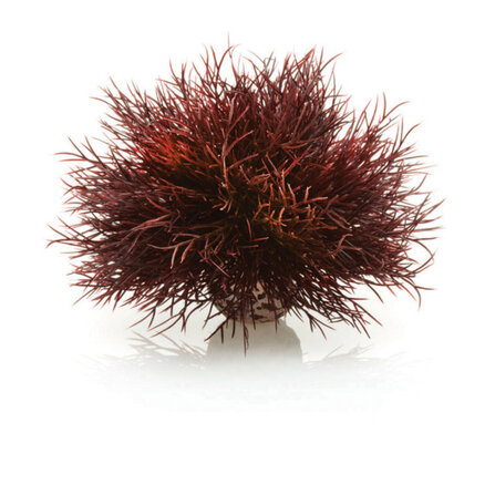 biOrb Aquarien Seelilie dunkelrot 13 x 8.0 x 19 cm