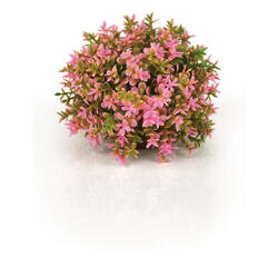 biOrb Blumenball pink 11 x 7.5 x 14 cm