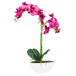 Orchidea in ciotola di ceramica