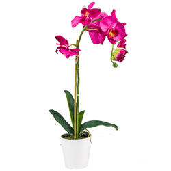 Orchidea in vaso di ceramica