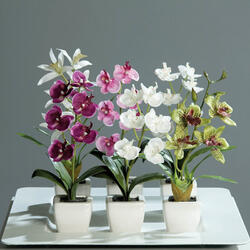 Orchidea in vaso colori assortiti