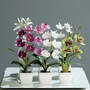 Orchidee im Topf farblich sortiert
