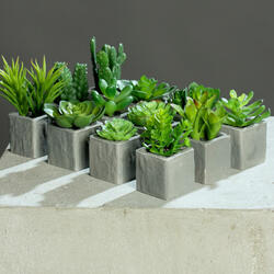 Mini succulente in vaso di cemento assortite