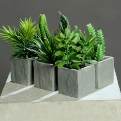 Succulenta in vaso di cemento assortita