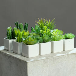 Mini succulente in vaso di ceramica assortite