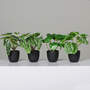 Grünpflanzen im schwarzen KST-Topf 4-fach assortiert