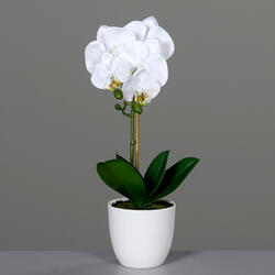 Orchidee in weissem KST-Topf