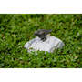 Uccello 990322.2 su Alaska Stone
