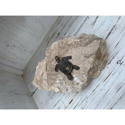 Dekoelement Schildkröte auf Kalkstein