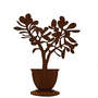Elemento decorativo Crassula ovata in vaso su piatto