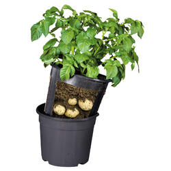 Vaso per piante di patate Combi Pot