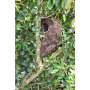 Brushwood Tree Nest Pouch 