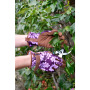 NEW Oak Leaf Glove - Plum - ML 