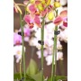 Orchideenclips Schwarz10 Stk