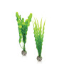 biOrb Set de plantes moyen vert 12 x 4.0 x 34.6 cm