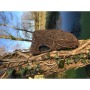 Marsupio con nido d'albero di frassino 